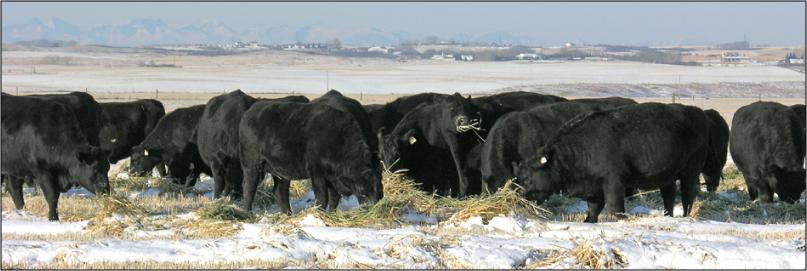 Bull calves on pasture